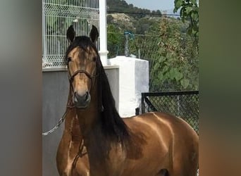 PRE Mix, Stallion, 8 years, 16.1 hh, Buckskin