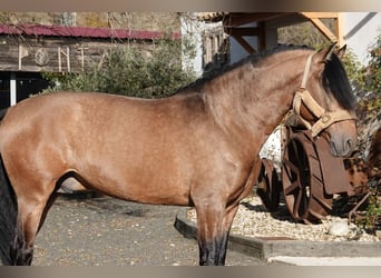 PRE, Stallion, 8 years, 16.1 hh, Dun