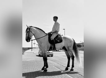 PRE, Stallion, 8 years, 16.1 hh, Gray