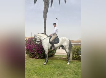 PRE, Stallion, 8 years, 16.1 hh, Gray