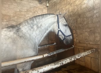 PRE, Stallion, 8 years, 16.1 hh, Gray