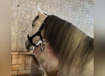 PRE, Stallion, 8 years, 16.1 hh, Gray