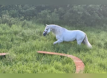 PRE, Stallion, 8 years, 16.1 hh, Gray