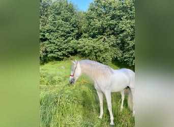 PRE, Stallion, 8 years, 16.1 hh, Gray