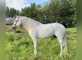 PRE, Stallion, 8 years, 16.1 hh, Gray