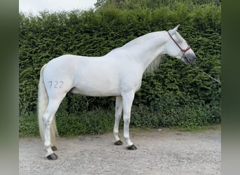 PRE, Stallion, 8 years, 16.1 hh, Gray