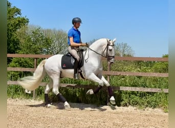 PRE, Stallion, 8 years, 16.1 hh, Gray