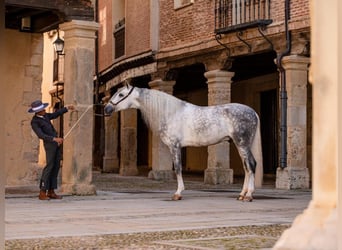 PRE Mix, Stallion, 8 years, 16,1 hh, Gray