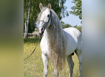 PRE, Stallion, 8 years, 16.1 hh, Grey