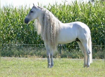 PRE, Stallion, 8 years, 16.1 hh, Grey