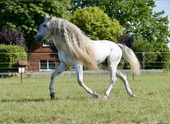PRE, Stallion, 8 years, 16.1 hh, Grey