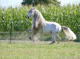 PRE, Stallion, 8 years, 16.1 hh, Grey
