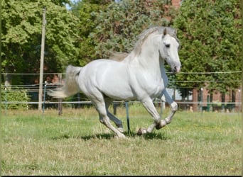 PRE, Stallion, 8 years, 16.1 hh, Grey