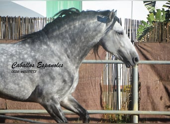 PRE Mix, Stallion, 8 years, 16.1 hh, Grey-Dapple