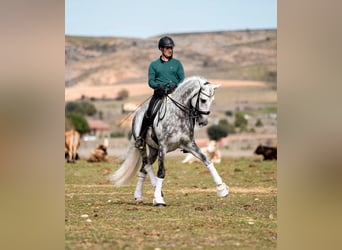 PRE, Stallion, 8 years, 16.1 hh, Grey