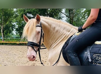 PRE Mix, Stallion, 8 years, 16.1 hh, Perlino