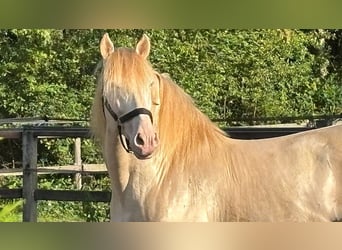 PRE Mix, Stallion, 8 years, 16.1 hh, Perlino