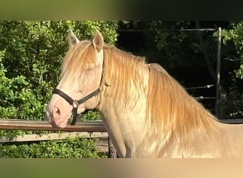 PRE Mix, Stallion, 8 years, 16.1 hh, Perlino