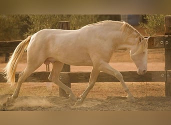 PRE Mix, Stallion, 8 years, 16.1 hh, Perlino