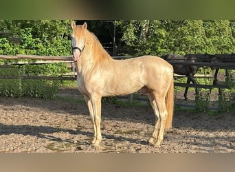 PRE Mix, Stallion, 8 years, 16.1 hh, Perlino