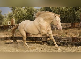 PRE Mix, Stallion, 8 years, 16.1 hh, Perlino