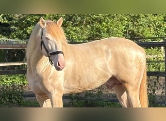 PRE Mix, Stallion, 8 years, 16.1 hh, Perlino