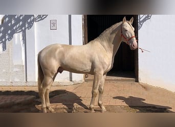 PRE Mix, Stallion, 8 years, 16.1 hh, Perlino