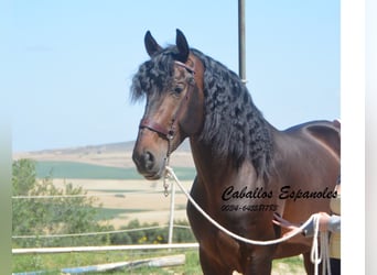 PRE, Stallion, 8 years, 16,1 hh, Smoky-Black