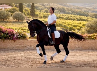PRE Mix, Stallion, 8 years, 16.2 hh, Bay-Dark