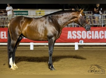 PRE, Stallion, 8 years, 16,2 hh, Brown