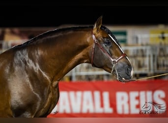 PRE, Stallion, 8 years, 16,2 hh, Brown