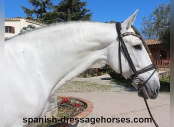 PRE Mix, Stallion, 8 years, 16,2 hh, Gray