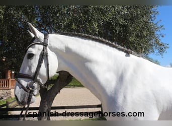 PRE Mix, Stallion, 8 years, 16,2 hh, Gray