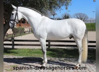 PRE Mix, Stallion, 8 years, 16,2 hh, Gray