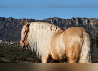 PRE, Stallion, 8 years, 16.2 hh, Palomino
