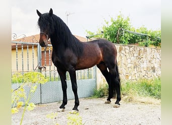 PRE, Stallion, 8 years, 16.2 hh, Smoky-Black