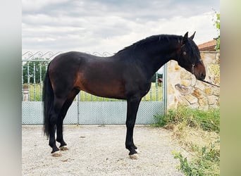 PRE, Stallion, 8 years, 16.2 hh, Smoky-Black