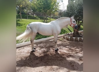 PRE Mix, Stallion, 8 years, 16,3 hh, Gray