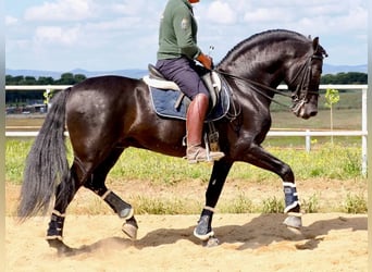 PRE Mix, Stallion, 8 years, 16 hh, Black