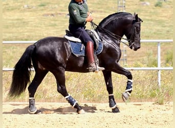 PRE Mix, Stallion, 8 years, 16 hh, Black