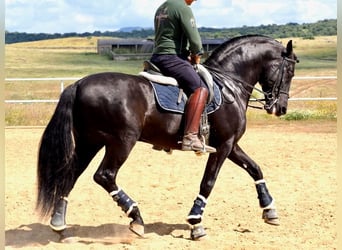 PRE Mix, Stallion, 8 years, 16 hh, Black