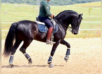 PRE Mix, Stallion, 8 years, 16 hh, Black