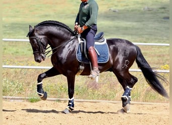 PRE Mix, Stallion, 8 years, 16 hh, Black