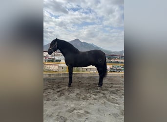 PRE, Stallion, 8 years, 16 hh, Black