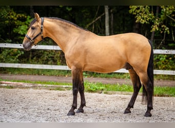 PRE, Stallion, 8 years, 16 hh, Buckskin