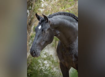 PRE Mix, Stallion, 8 years, 16 hh