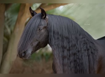 PRE Mix, Stallion, 8 years, 16 hh