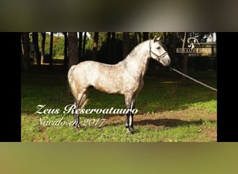 PRE Mix, Stallion, 8 years, 16 hh, Gray-Dapple