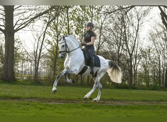 PRE, Stallion, 8 years, 16 hh, Gray-Dapple