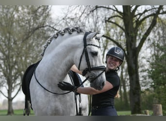 PRE, Stallion, 8 years, 16 hh, Gray-Dapple
